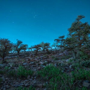 Dreaming Hill – Shadowed Brilliance