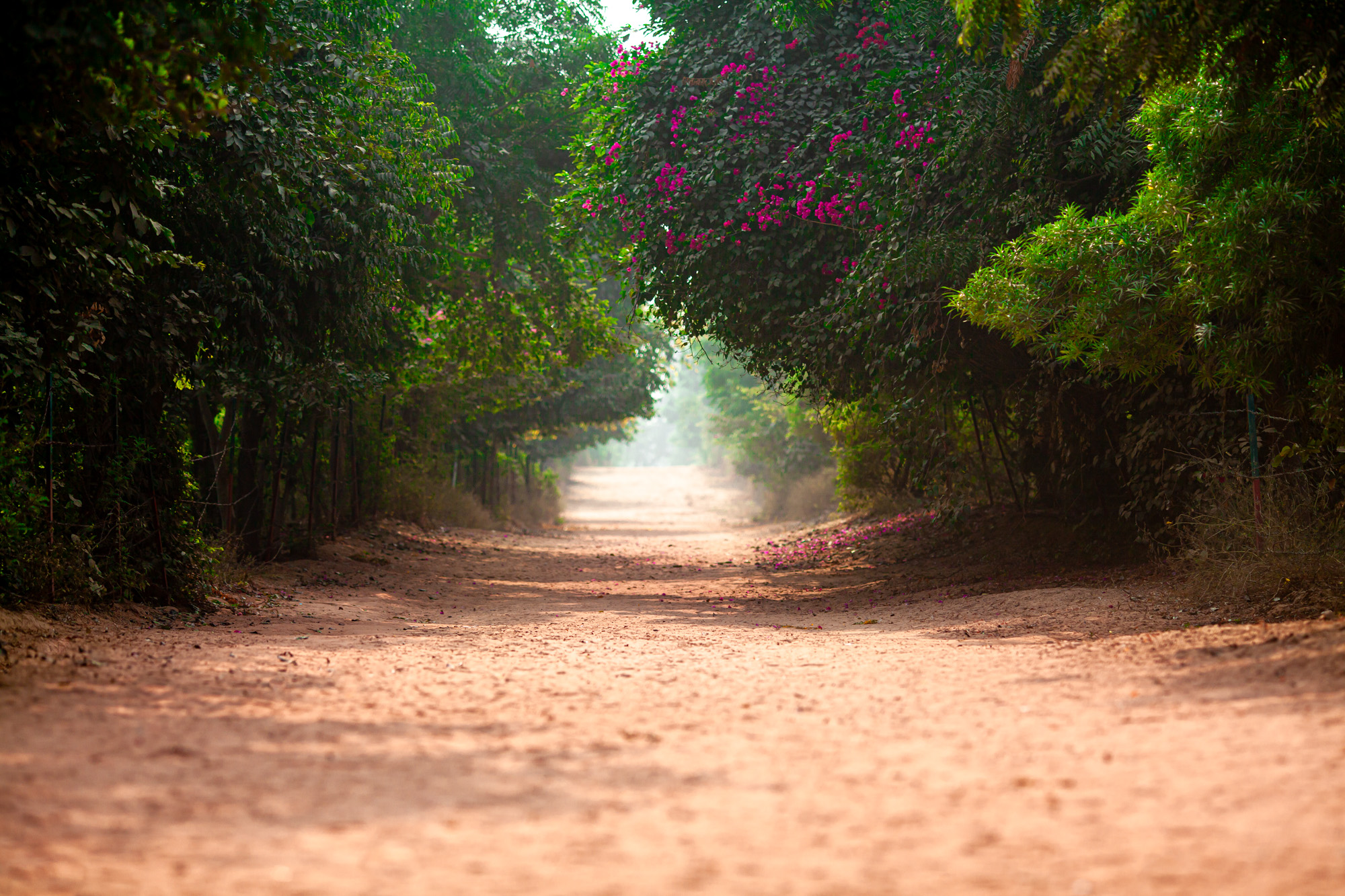 Path Of Sweet Surrender