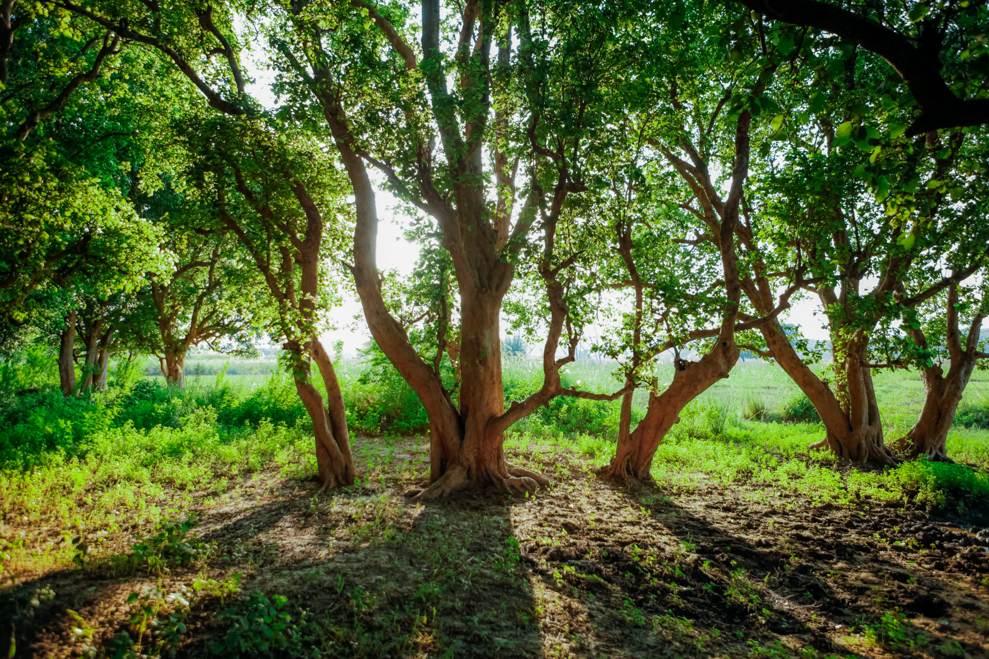 Dancing Trees