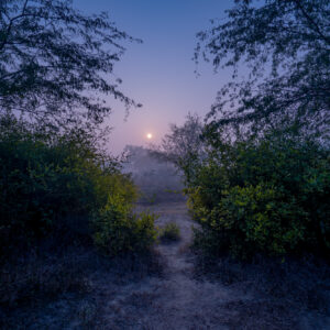 The Entrance – Shadowed Brilliance